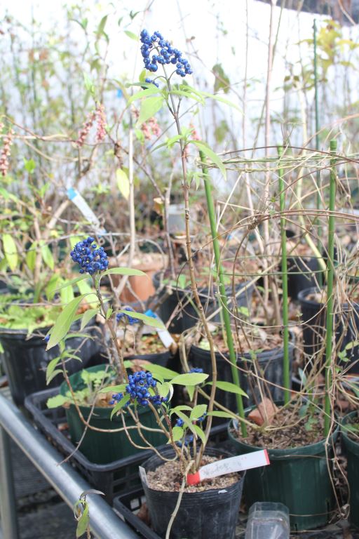 常山アジサイ 細葉